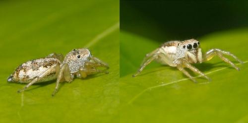 Cosmophasis lami